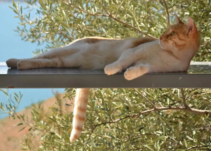 Art Kefalonia 게스트하우스 3*